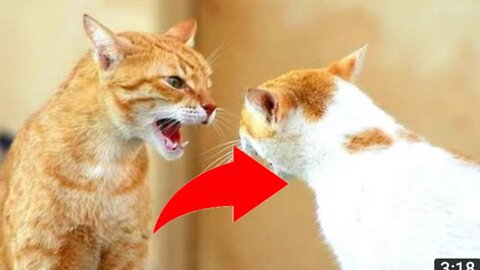 funny cat video