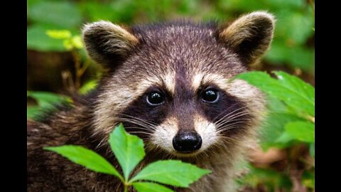 Raccoon