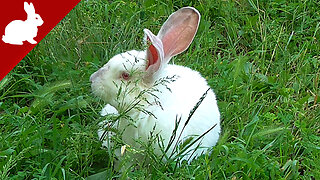 Rabbits - Ear mites - Slight Infection - Treatment