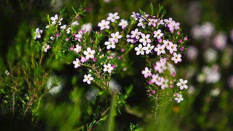 Spring is Coming, new Photos of Plants, Flowers, and Vegetables in the Backyard Garden.