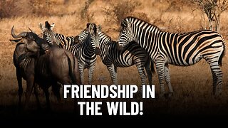 The Incredible Relationship Between Wildebeest and Zebras in African Wildlife.