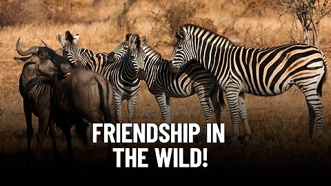 The Incredible Relationship Between Wildebeest and Zebras in African Wildlife.