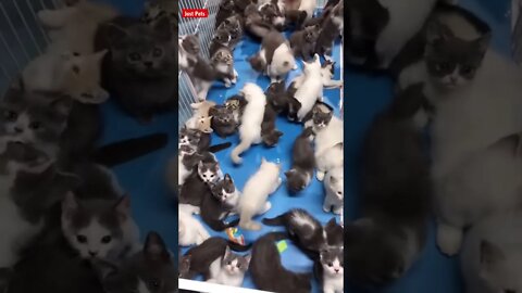 How many cats can you count? #cute #cat