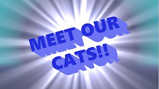 Meet Our Cats!