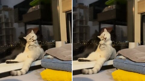 A cat cleaning its paws and is not frightened by thunder sound