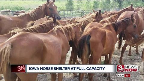 Mini horses in Iowa needs help