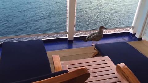 Adorable Bird Can't Figure Out How To Get Off A Boat