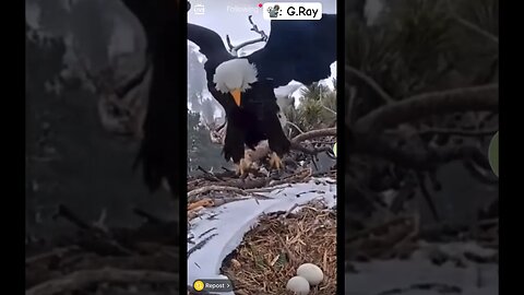 PERFECT PARENTING: Bald Eagle Couple take turns on nest #wildlife