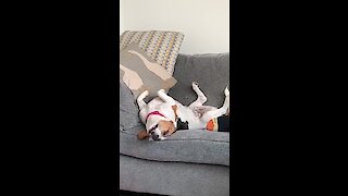 Dreaming Beagle sleeps in totally bizarre position