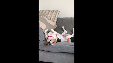 Dreaming Beagle sleeps in totally bizarre position