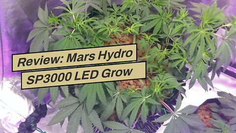 Review: Mars Hydro SP3000 LED Grow Lights 2x4ft, 300W with 960Pcs Samsung LM301B Diodes Full Sp...