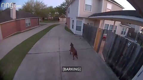 Owner Tells Dog To Go Back Inside Via Spotlight Cam RingTV