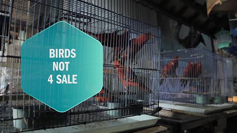 One lady saves birds from sale in Indonesia