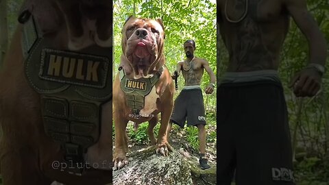 Biggest Pitbull in this World 🥵🔥 || Aggressive Pitbull Hulk Huge Size Pitbull Dog 😱 #shorts