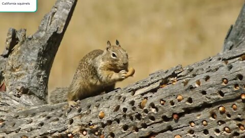 How California squirrels steal acorns from birds tree?