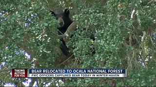 FWC captures, relocates bear from neighborhood