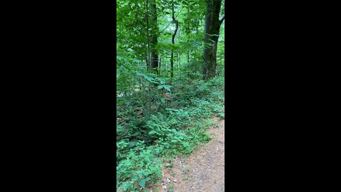 3 deer while on hike