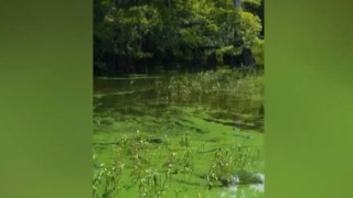 Highly toxic algae bloom found in Blue Cypress Lake in Indian River County