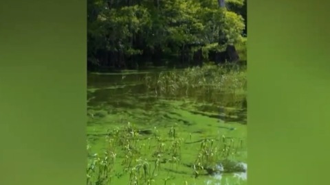 Highly toxic algae bloom found in Blue Cypress Lake in Indian River County