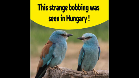 This strange bobbing was seen in Hungary.