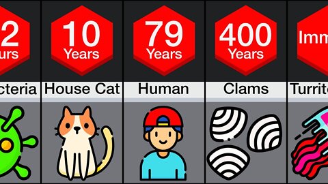 Comparison: Animal Lifespans