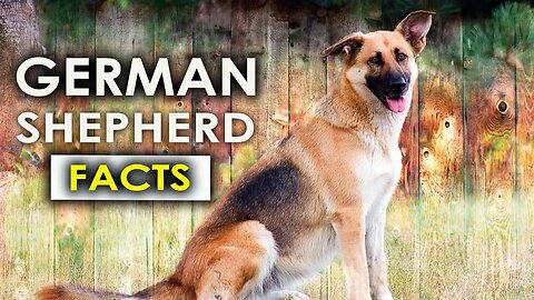AMAZING GERMAN SHEPHERD FACTS YOU DIDN'T KNOW -HD | SECURITY DOGS | SHEPIES