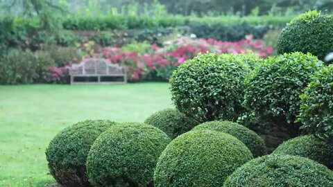 The best evergreen shrubs for clipping into shapes and simple topiary