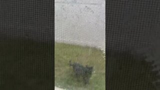 Cat outside the window