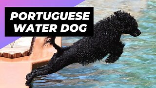 Portuguese Water Dog 🐶 One Of The Most Expensive Dog Breeds In The World #shorts