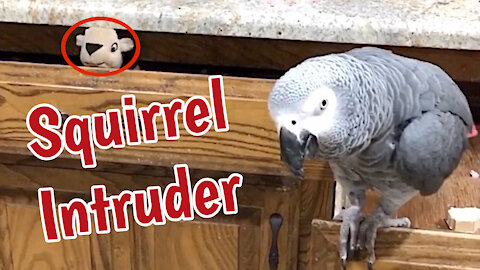 Parrot evicts "squirrel" from kitchen drawer