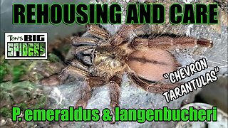 Psalmopoeus emeraldus and Langenbucheri Rehouse and Care