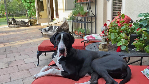 Three Happy Great Danes Enjoy Relaxing In The Florida Sunshine