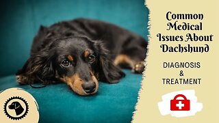10 Most Common Medical Issues About Dachshund | DOG HEALTH 🐶 #BrooklynsCorner