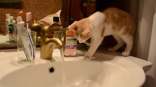 Cautious Cat Plays With Water for First Time