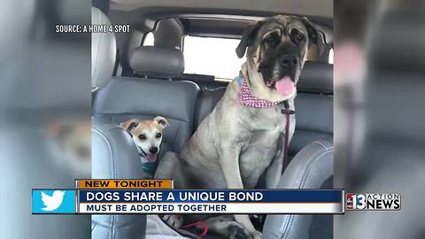 Unique bonded pair of dogs need a forever home