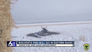 Bull elk freed by fish and game