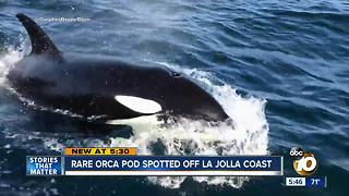 Orcas spotted off the coast of La Jolla