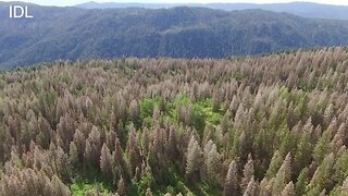 Moth kills 13,000 acres of trees in Packer John State Park