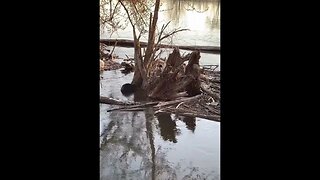 Nature Time Chronicles, man versus Beaver 🦫.