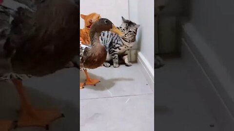 cat and duck fight||duck and cat fight||funny videos||#gigox #shorts #animals #viral