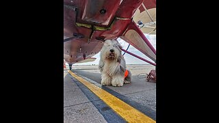 Conheça Fedor,o cão tripulante de Yakovlev Yak-12
