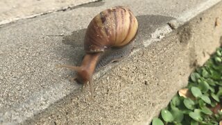 Shell Snail Sits on the curb with Doberman