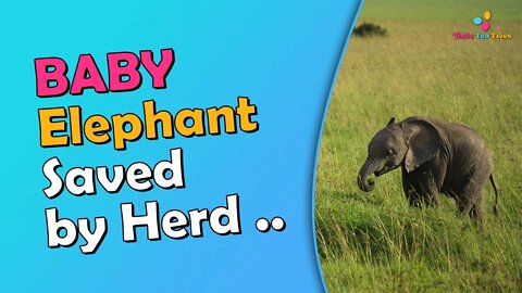 Baby Elephant Saved by Herd Ahead of Speeding Lord of the Steppe