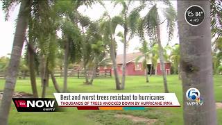 Best and worst trees to survive hurricanes