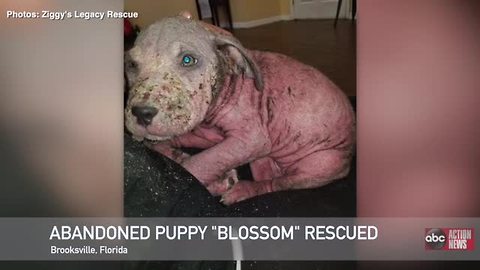 Abandoned Brooksville puppy on road to recovery | Digital Short