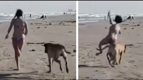 Excited Dog Trips Woman Running On The Beach