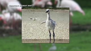 Five baby flamingos hatch at Detroit Zoo