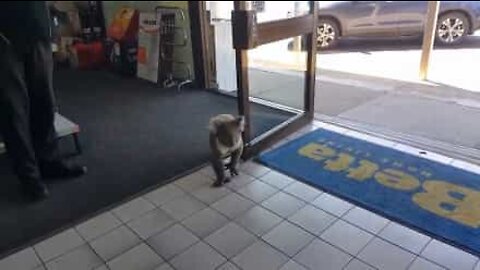 Koala går inn i butikken og blir forvirret!