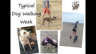 A Week of Dog Walking with Happy Doggy - Highlights ✰