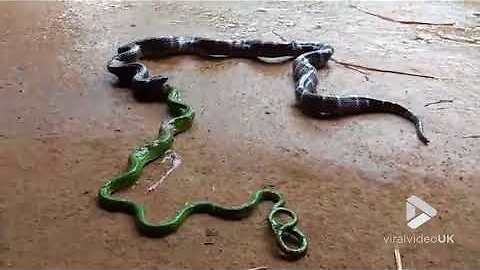 Snake vomits another snake || Viral Video UK